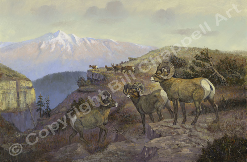 Rocky Mountain Sheep